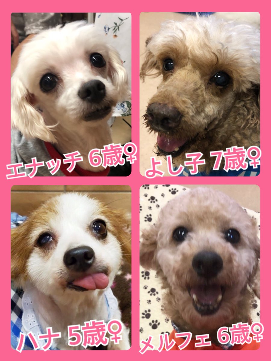 🐾今日の里親様募集中ワンコ🐶メンバーです🐾2019,9,30